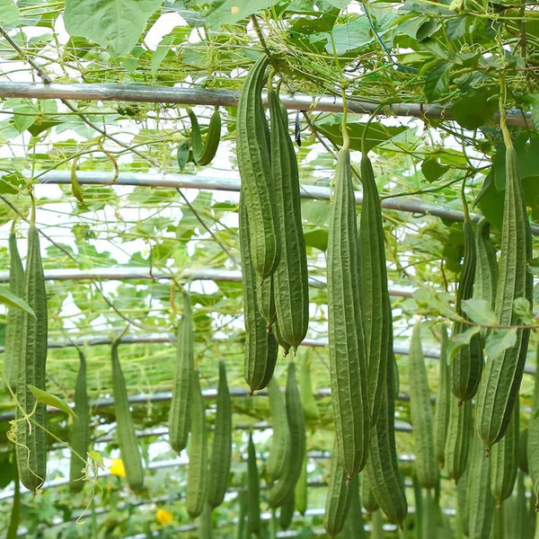 Angled Gourd Seeds for Planting – Heirloom, Non-GMO Fast-Growing Climber for Organic Green Vegetable Gardens