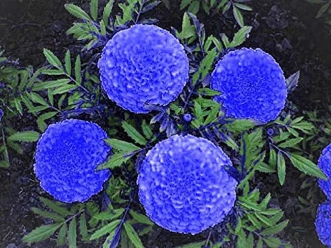 Blue Marigold Flower Seeds for Planting – Heirloom, Non-GMO, High Germination Organic Garden Seeds