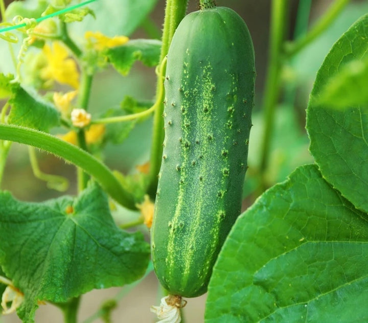 Hairy Gourd Seeds – Heirloom Non-GMO Nutritious Fuzzy Melon Vegetable Seeds for Planting