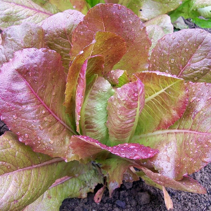 Purple Lettuce Seeds for Planting – Heirloom Non-GMO Colorful Leafy Vegetable Seeds with High Germination