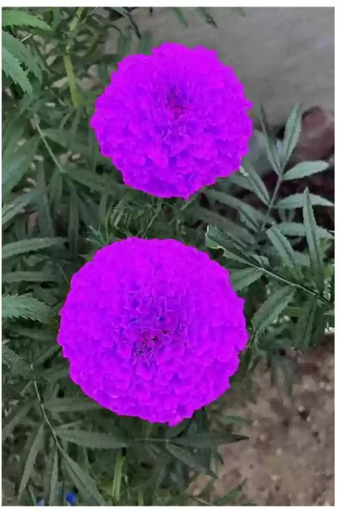 Flower Seeds, Seeds,Seeds For Planting,Plant Seeds