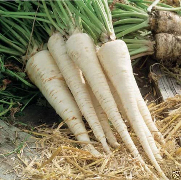 Hamburg Parsley Vegetable Seeds for Planting – Heirloom, Non-GMO Herb Seeds