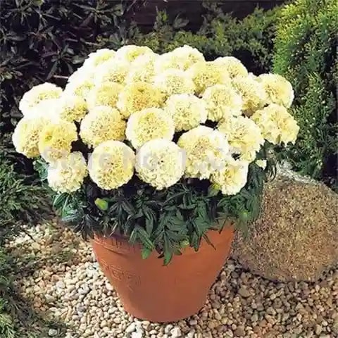 Cream Marigold Flower Seeds for Planting – Heirloom, Non-GMO, High Germination Organic Garden Seeds