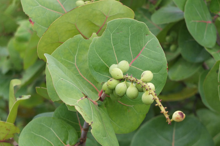 Rare Seagrape Fruit Seeds – Heirloom, Non-GMO Seeds for Juicy Coastal Garden Fruit Planting