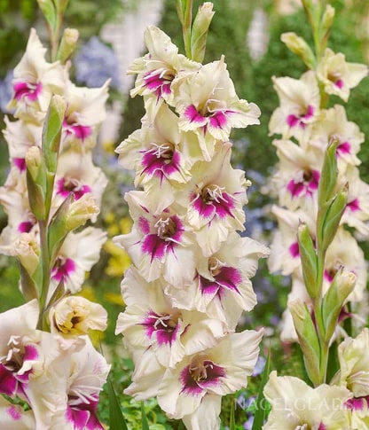 Cream Pink Gladiolus Flower Seeds for Planting – Heirloom, Non-GMO, Fragrant High Germination Seeds