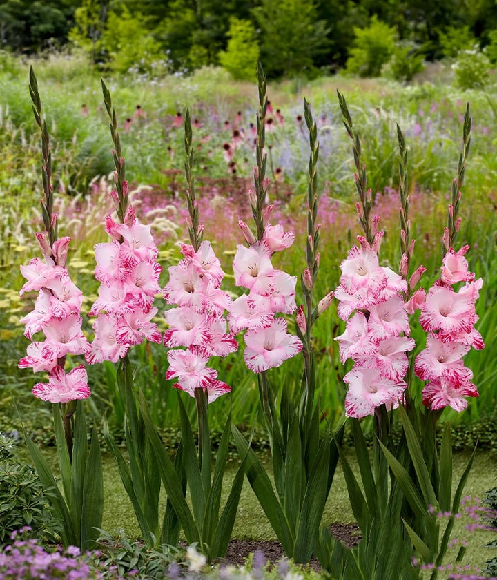 Pink White Gladiolus Flower Seeds for Planting - Heirloom, Non-GMO, Drought-Tolerant Organic Garden Seeds