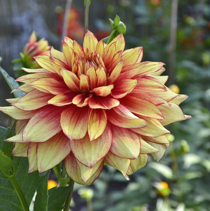 Yellow-Orange Dahlia Flower Seeds for Planting Heirloom Non-GMO High Germination
