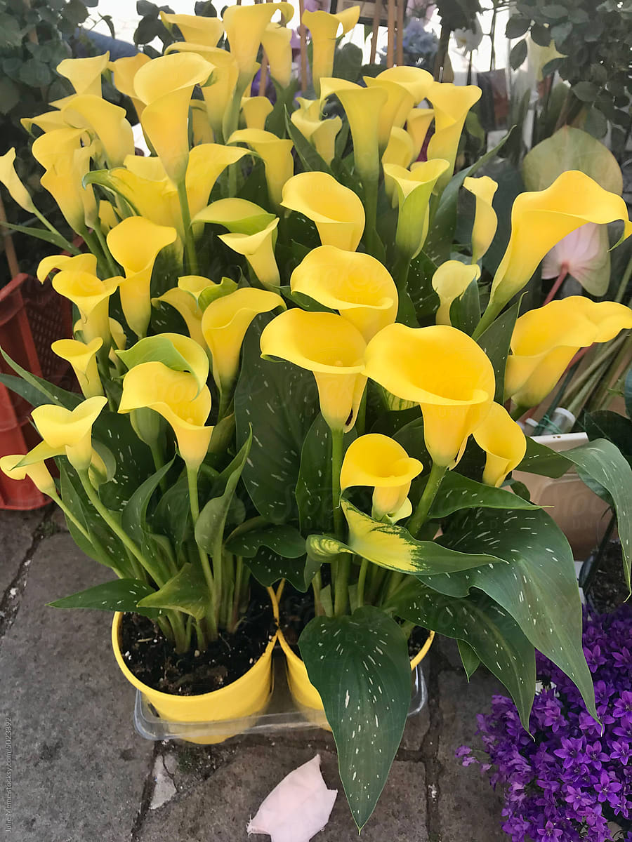 Yellow Anthurium Flower Seeds for Planting – Heirloom, Non-GMO, High Germination Organic Garden Seeds