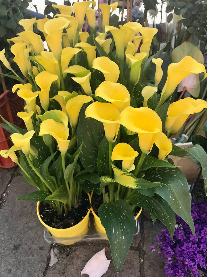 Yellow Anthurium Flower Seeds for Planting – Heirloom, Non-GMO, High Germination Organic Garden Seeds