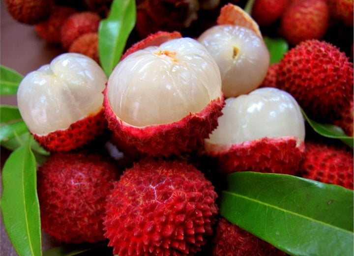 Red Lychee Fruit seeds – Heirloom, Non-GMO seeds for Planting in Tropical Home Gardens