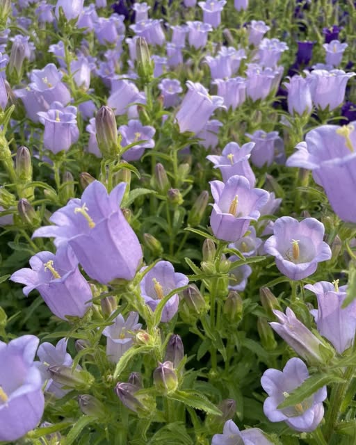 Bells Flower Seeds for Planting – Heirloom, Non-GMO, High Germination Organic Garden Seeds