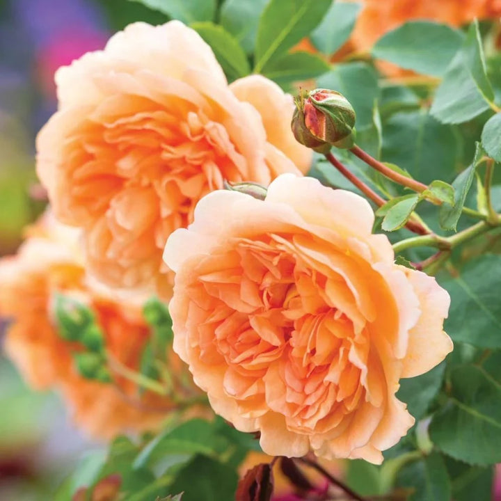 Light Orange Double Petal English Rose Flower Seeds for Planting – Heirloom Non-GMO High Germination Seeds