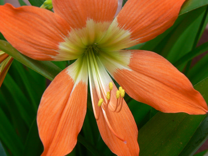 Orange Amaryllis Barbados Flower Seeds for Planting – Heirloom, Non-GMO, High Germination