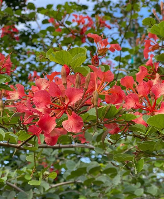 Red Bauhinia Flower Seeds for Planting – Heirloom, Non-GMO, Drought-Tolerant Organic Garden Seeds