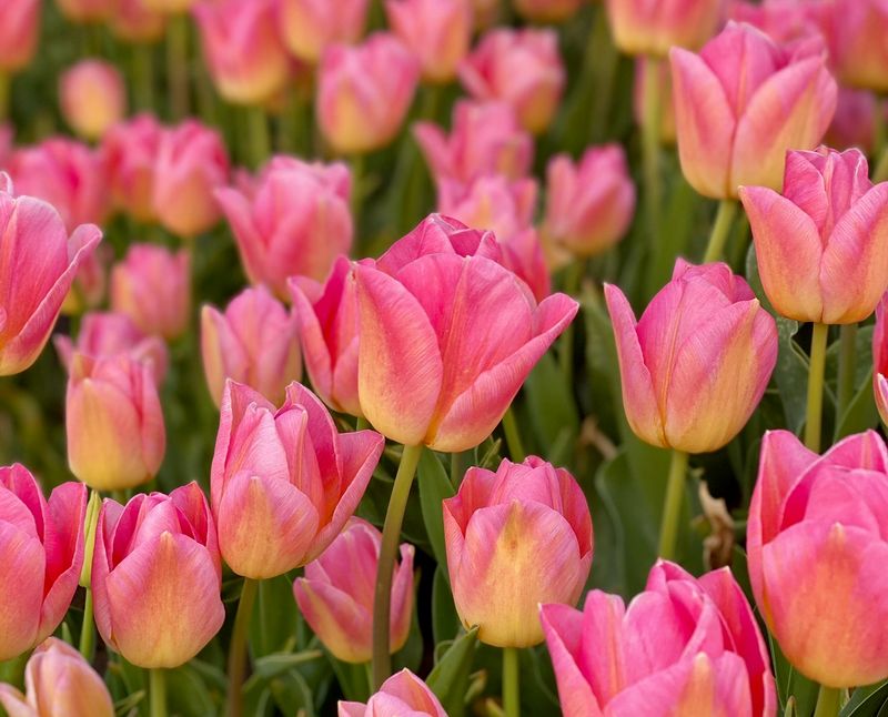Pink Yellow Tulip Flower Seeds for Planting – Heirloom, Non-GMO, High Germination, Perfect for Borders