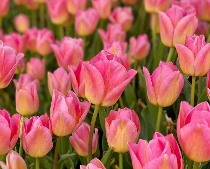Pink Yellow Tulip Flower Seeds for Planting – Heirloom, Non-GMO, High Germination, Perfect for Borders