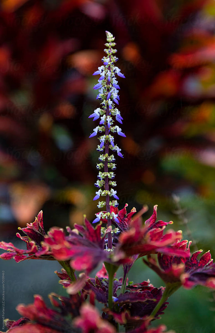 Coleus Blumei Flower Seeds for Planting – Heirloom, Non-GMO, High Germination Organic Garden Seeds