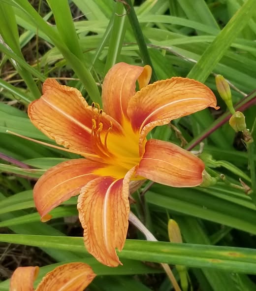 Orange Hemerocallis Flower seeds for Planting – Wildflower Mix, Heirloom, Non-GMO Seeds for Home Garden