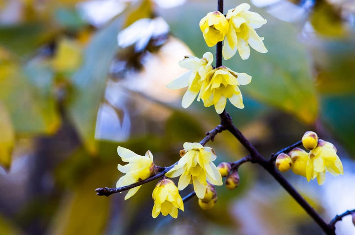 Wintersweet Flower Seeds for Planting – Heirloom Non-GMO Seeds for Home Garden, High Germination