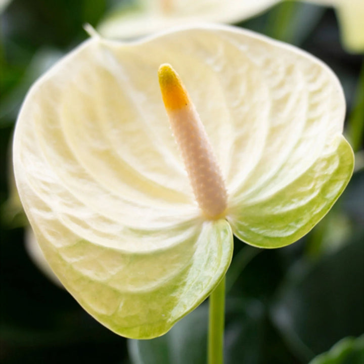 Anthurium Andraeanu Cream Flower Seeds for Planting – Heirloom, Non-GMO, High Germination Seeds