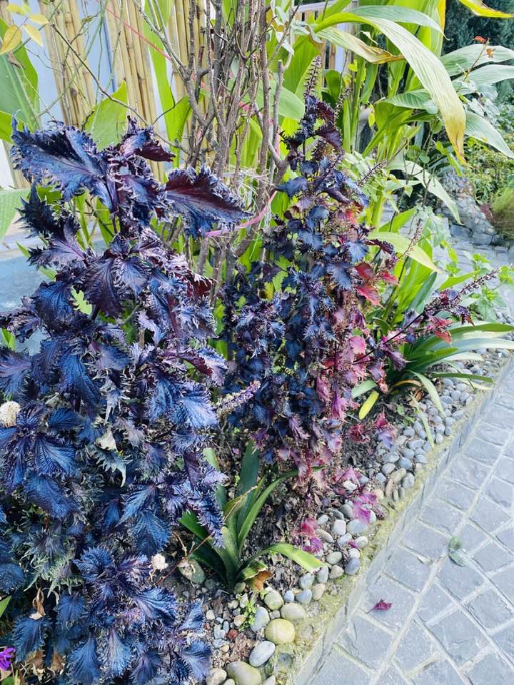Purple Perilla Flower Seeds for Planting – Heirloom, Non-GMO, High Germination Organic Garden Seeds
