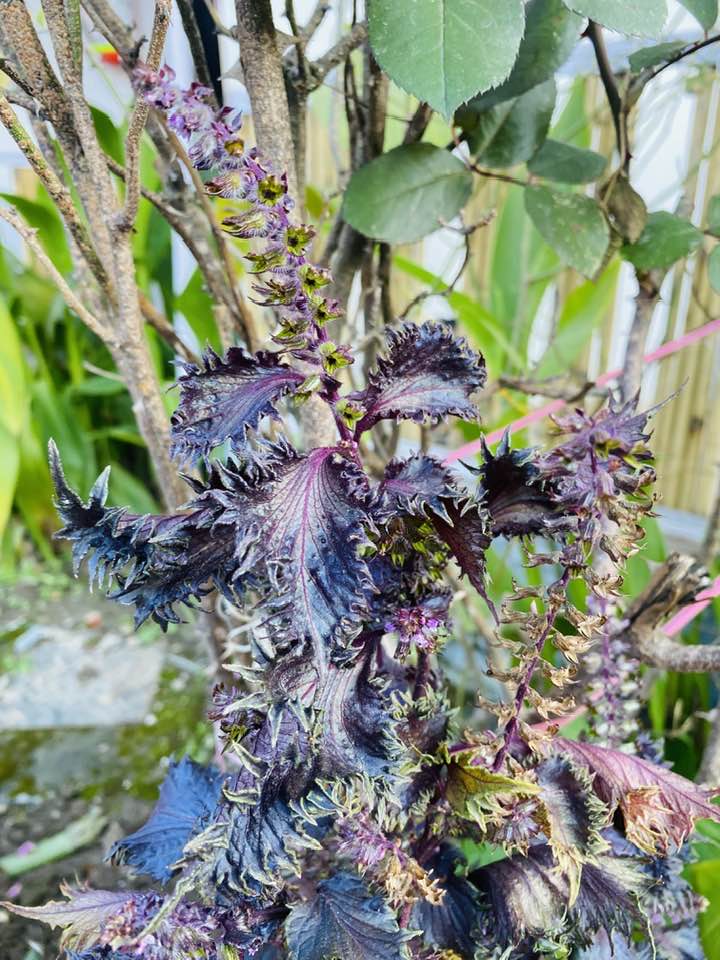 Purple Perilla Flower Seeds for Planting – Heirloom, Non-GMO, High Germination Organic Garden Seeds