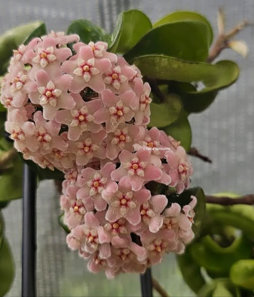 Peach Pink Carnosa Flower Seeds for Garden – Heirloom, Non-GMO, Vibrant Colors, High Germination