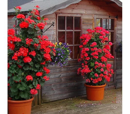 Red Climbing Geranium Flower Seeds for Planting – Heirloom, Non-GMO, High Germination Organic Garden Seeds