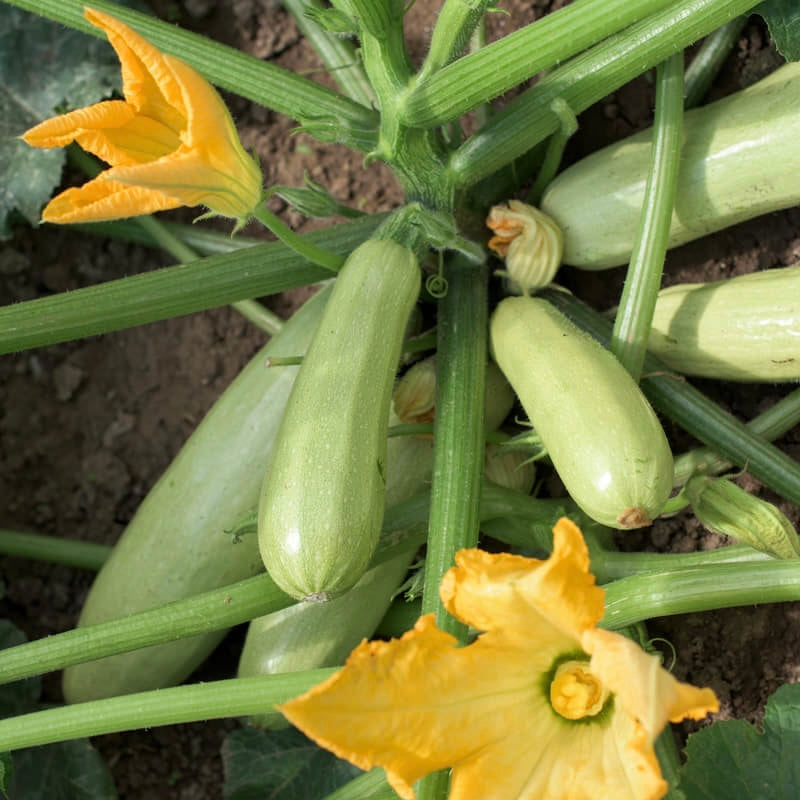 Bianco di Trieste Zucchini Seeds – Heirloom Non-GMO Tender Light Green Vegetable Seeds for Planting