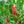 Bird’s Eye Chili Seeds for Planting – Heirloom, Non-GMO, Fiery Organic Garden Seeds with High Germination and Bold Flavor