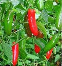 Serrano Pepper Vegetable Seeds for Planting – Heirloom & Non-GMO Garden Seeds