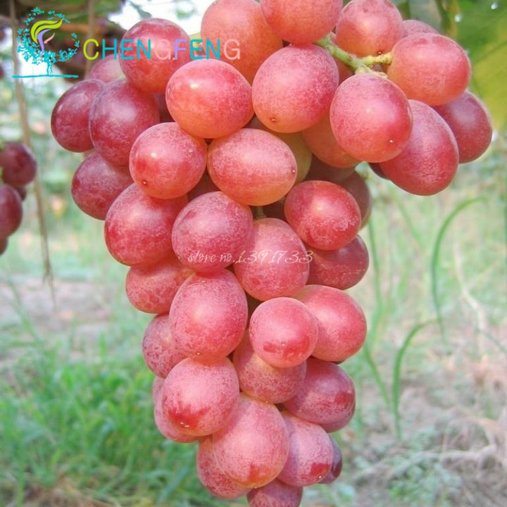Fresh Miniature Grape Fruit Seeds for Planting - Heirloom & Non-GMO Garden Seeds