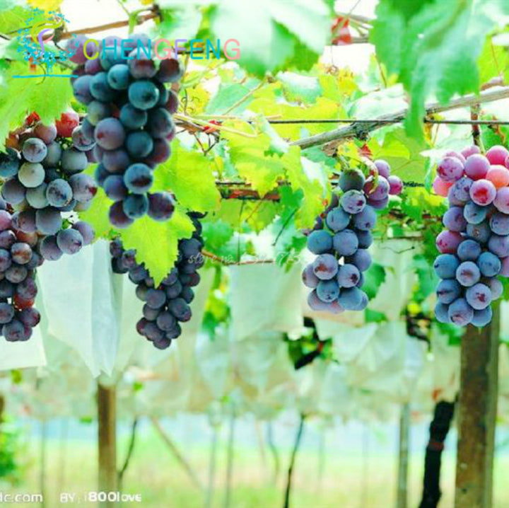 Grape fruit seeds for planting – Heirloom & Non-GMO Garden seeds