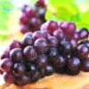 Burgundy Grape fruit seeds for planting - Heirloom & Non-GMO Garden seeds