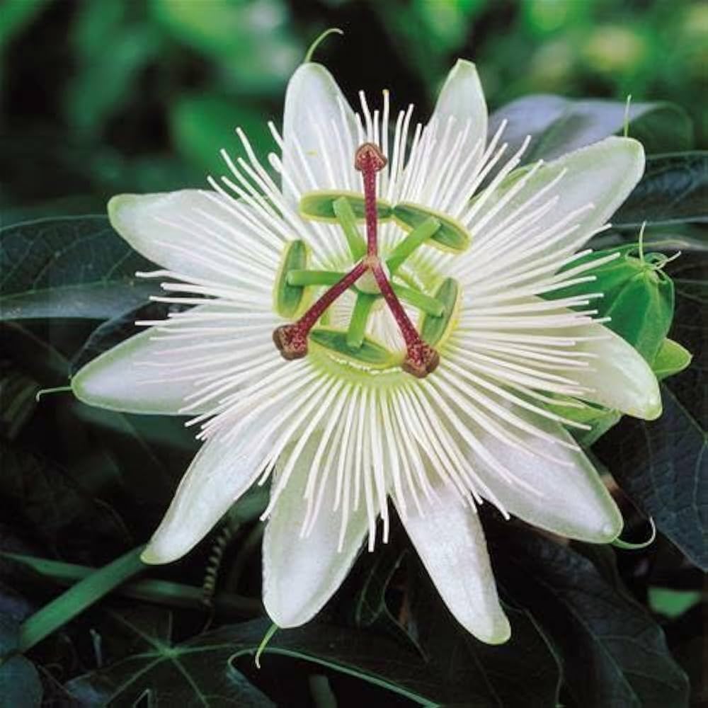 White Passiflora Incarnata Flower Seeds for Planting – Heirloom, Non-GMO, High Germination