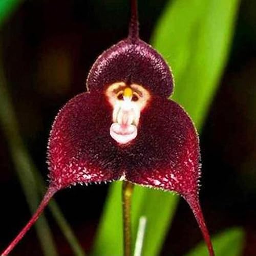 Red Monkey Face Flower Seeds for Planting – Heirloom, Non-GMO, Premium Quality, High Germination Organic Garden Seeds