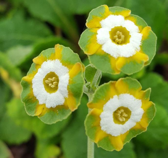 Green White Primula Flower Seeds – Seasonal Bloomer, Heirloom &amp; Non-GMO for Home Garden