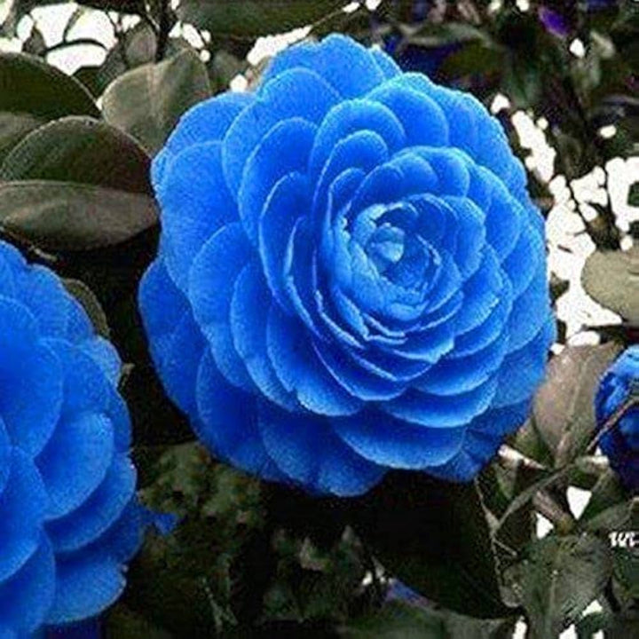 Camellia Blue Flower Seeds for Planting – Heirloom, Non-GMO, High Germination Organic Garden Seeds for Drought-Tolerant Blooms