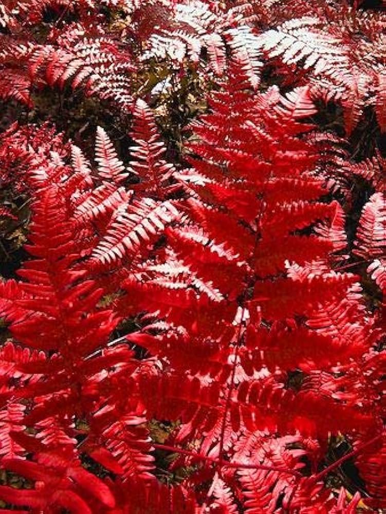 Red Fern Flower Seeds for Planting – Heirloom, Non-GMO, High Germination Organic Garden Seeds