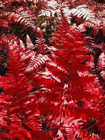 Red Fern Pteridophyta Seeds for Planting – Heirloom, Non-GMO, High Germination Organic Garden Seeds