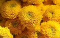 Yellow Button Flower Seeds for Planting – Heirloom, Non-GMO, High Germination Organic Garden Seeds