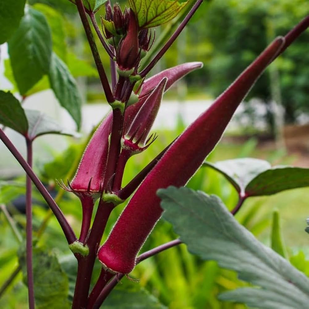 Red Green Okra Seeds for Planting – Heirloom & Non-GMO Seeds, Colorful Pods for Tropical Garden Harvests