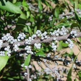 Fruit Seeds,Garden seeds, Seeds For Planting,Plant Seeds