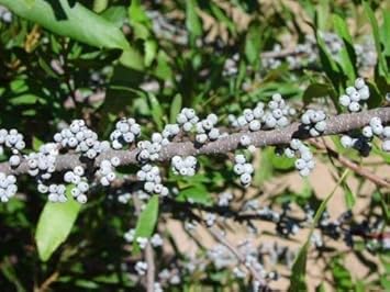 Fruit Seeds,Garden seeds, Seeds For Planting,Plant Seeds