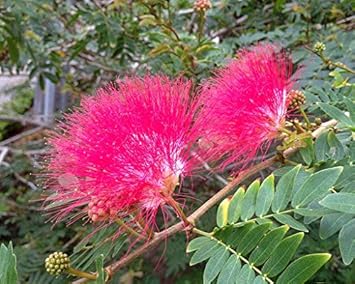 Flower Seeds, Seeds,Seeds For Planting,Plant Seeds