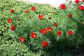 Red Paeonia Tenuifolia Flower Seeds for Planting – Heirloom, Non-GMO, Premium Quality Organic Garden Seeds