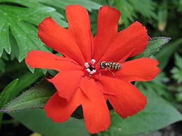 Flower Seeds, Seeds,Seeds For Planting,Plant Seeds