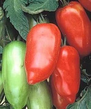 Vegetable Seeds,Garden seeds, Seeds For Planting,Plant Seeds