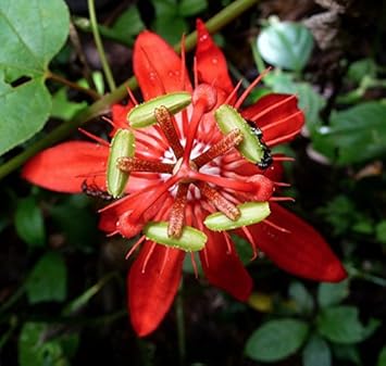 Flower Seeds, Seeds,Seeds For Planting,Plant Seeds