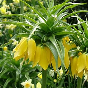 Flower Seeds, Seeds,Seeds For Planting,Plant Seeds